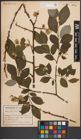 Foto von Salix caprea L.